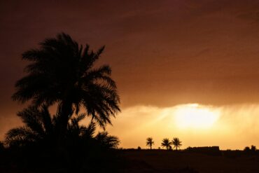 Marrakech Palmeraie at sunset, a serene oasis of abundant palm trees providing a tranquil natural escape in Morocco.
