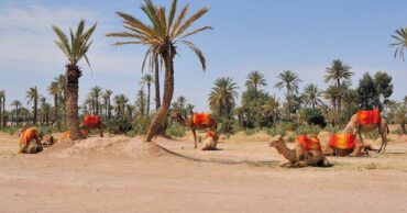 photographie de voyage Palmeraie Marrakech en hiver