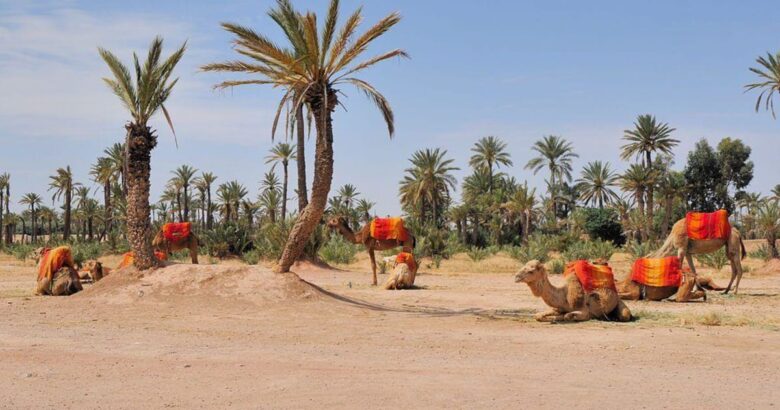 excursion palmeraie marrakech